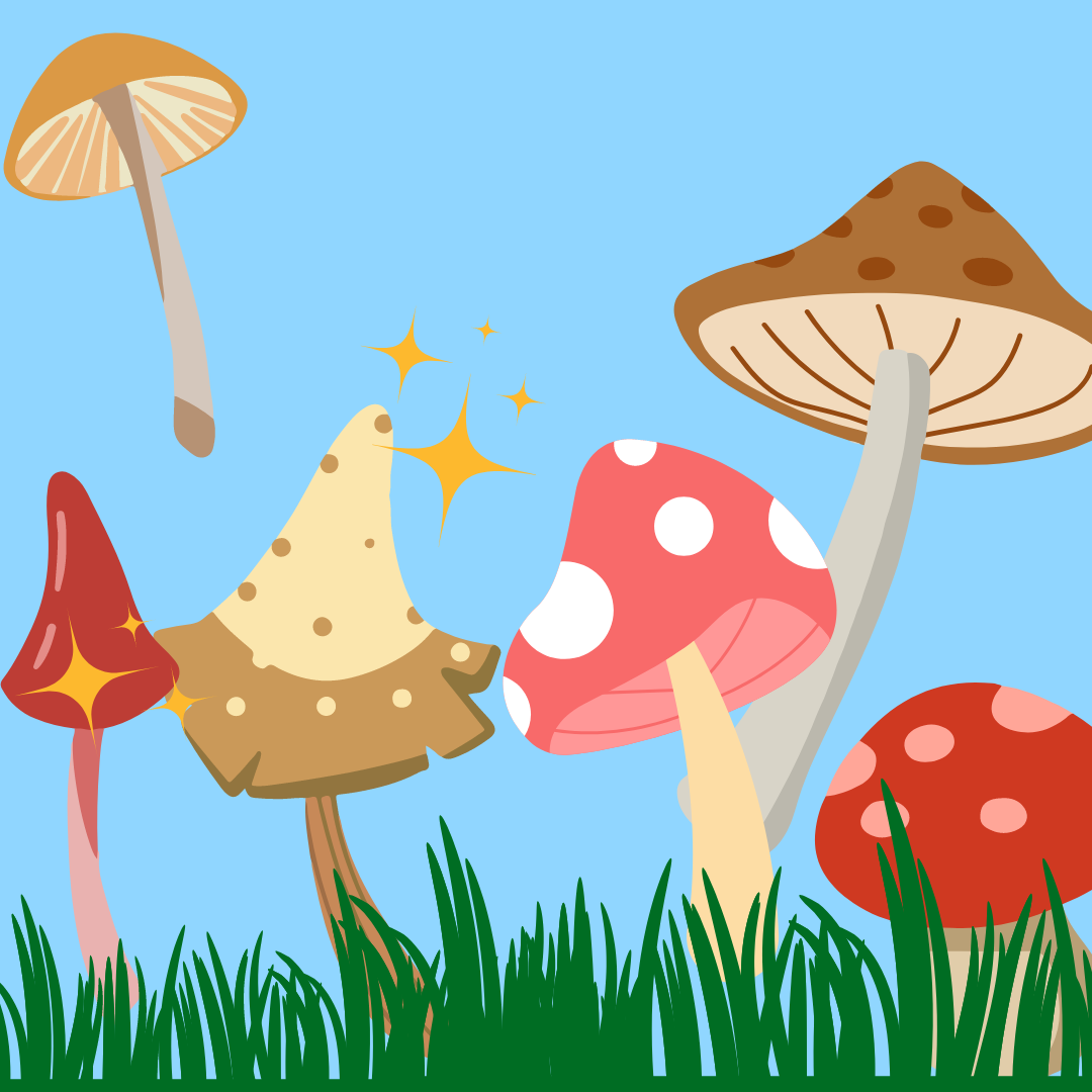 image of various mushrooms in a field