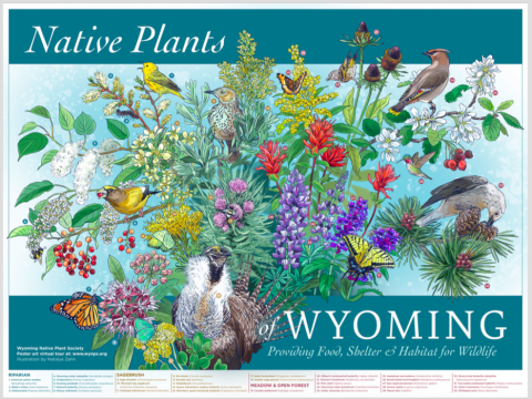 image of assorted Wyoming flora and fauna