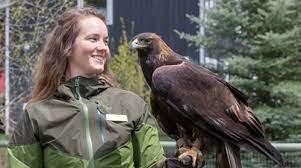 image of one of the Teton Raptor Center staff holding a falcon