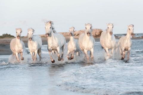 White Horses Running in Water