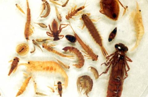 image of macro invertebrates