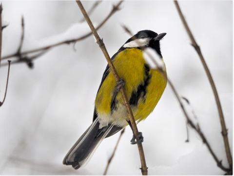 winter birds