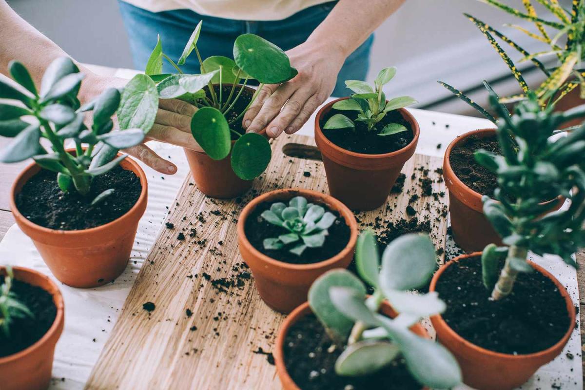 image of hands repotting a small houseplant