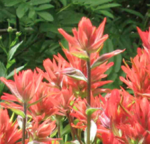 image of Indian Paintbrush flowers