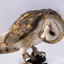 image of an owl